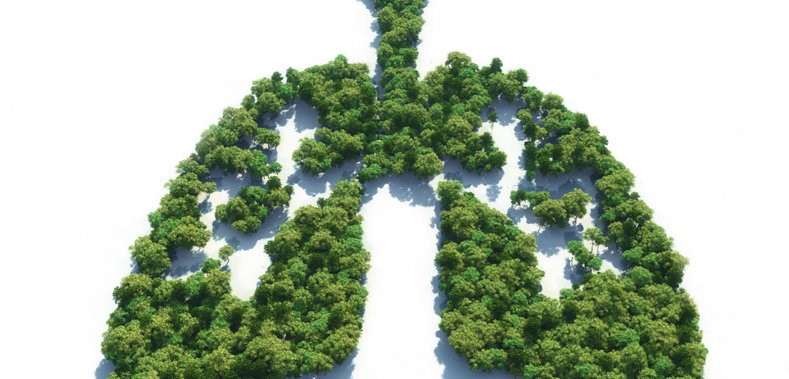 Cop26, stop alla deforestazione: un risultato che premia gli forzi di T-Trade Group